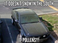 Pollen.jpg