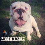 dozer.jpg