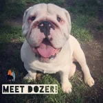 dozer.webp