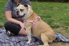 roxy.webp