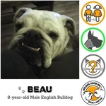beau.webp