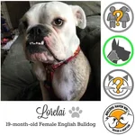 lorelai.webp