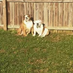 Vito and Chopper.webp