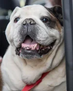 Cooper-1-828x1024.webp