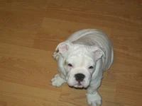 100_0443.webp