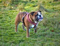 castor_tongue.webp