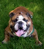 Grass-Castor.webp