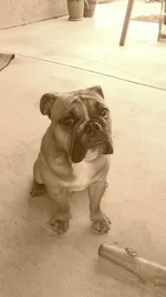 IMAG0291-1.webp