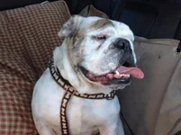 Rocky2.webp