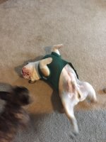 ImageUploadedByTapatalk1441403705.167775.jpg ImageUploadedByTapatalk1441403705.167775.jpg