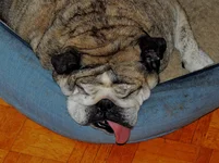 the toungue 003.webp