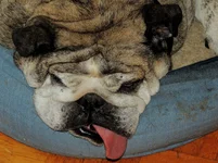 the toungue 001.webp