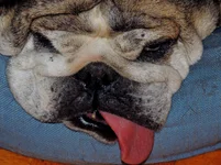 the toungue 002.webp