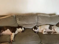 RenlyNigel-Couch.webp