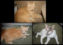 3 cats photo SM.webp