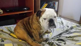 Frank recovering.webp