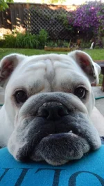 Wooley-Bulley_wanna_start_something.webp