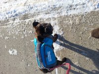 Nyala with vest.jpg Nyala with vest.jpg