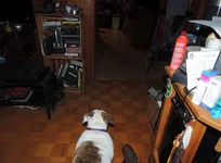 009.webp