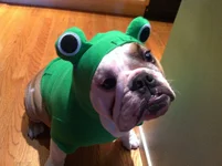 ernie halloween 2.webp