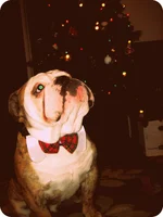 wubbs xmas 2.webp