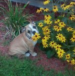 Biscuit as puppy in flowers.jpg