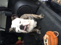 image.jpeg