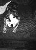 image.webp