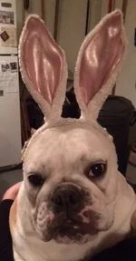 Funny Bunny.webp