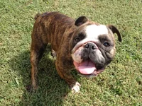 louie.webp