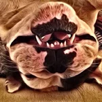image.webp