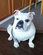 cache_4211951604.webp