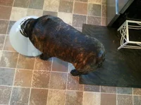 Where's my food.webp