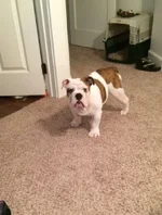 Big Boy.webp