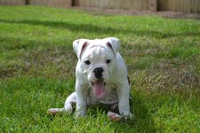 tess tongue.jpg tess tongue.jpg