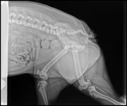 molly's xrays.webp