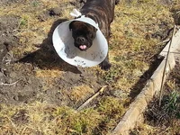 Helping mommy.webp