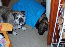 sick odin 061.jpg sick odin 061.jpg