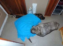sick odin 063.webp