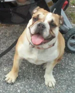Biscuit smiling 2.webp