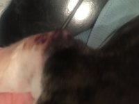 image.jpeg image.jpeg