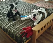 Tongues.webp