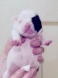 pup3c.webp