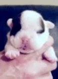 pup4.webp