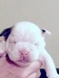 newpups2.webp