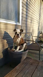 bella.webp bella.webp