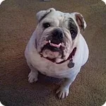 tula.webp