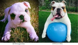 Hank1Year.webp