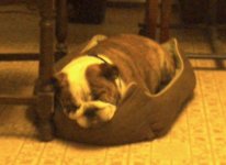 sleepy frith.JPG