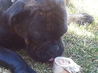 I can eat a bone now.webp